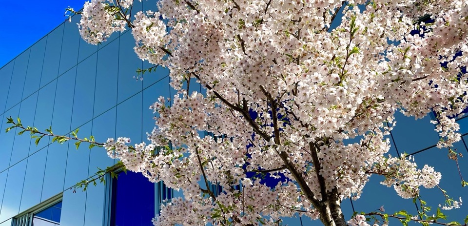 NTC Blossom